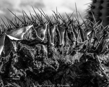Dried Saguaro Cactus