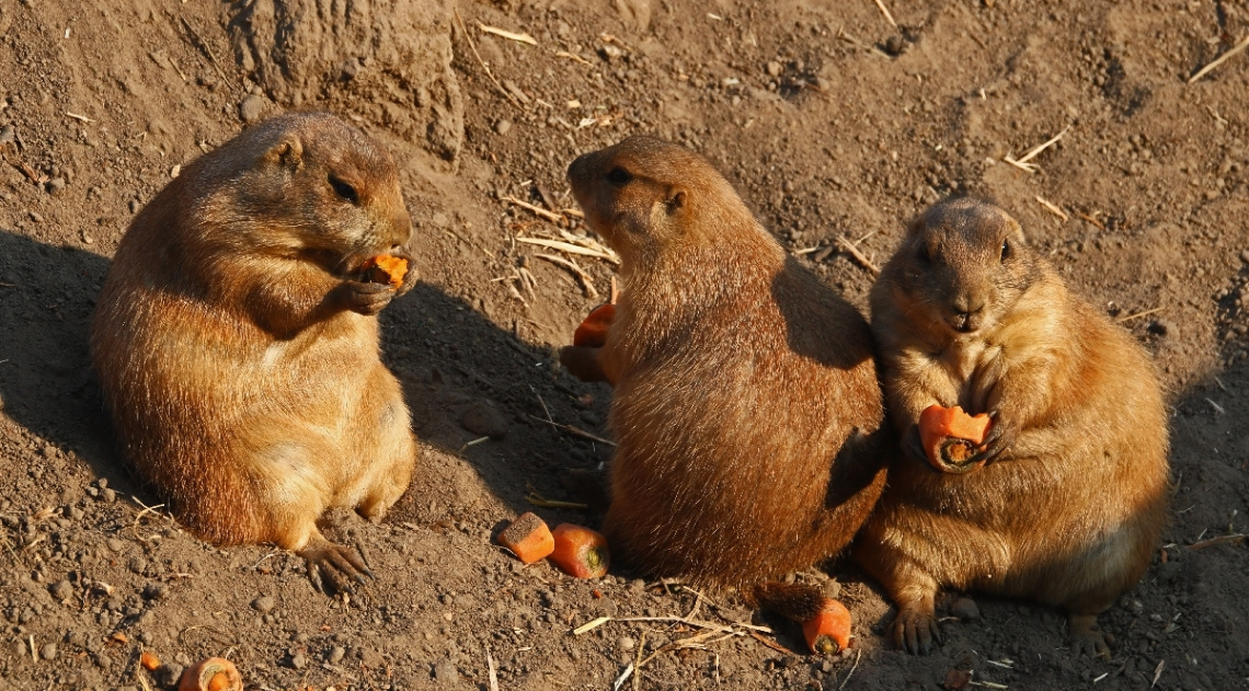 Black -tailed praire dogs