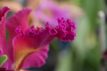 Details Orchid