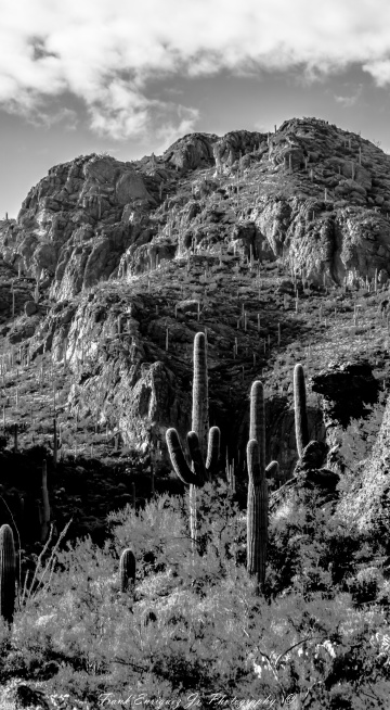Sonoran Desert In Arizona