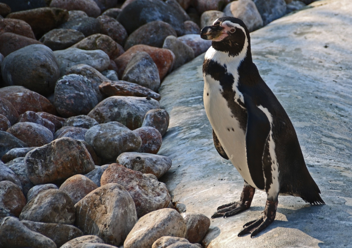 A penguin moment