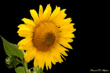 Another sunflower