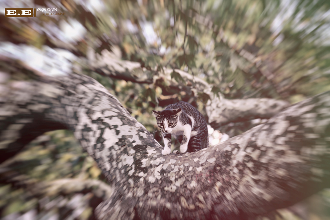 Kedi - Cat