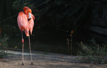 Flamingo