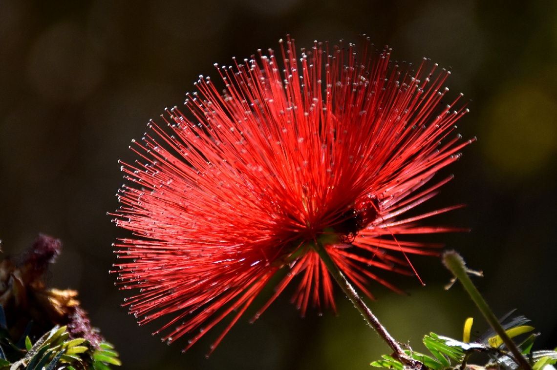 Caliandra red