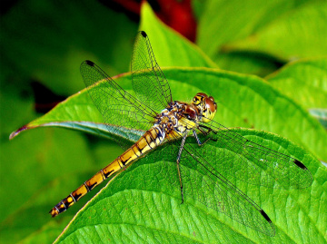 libelle