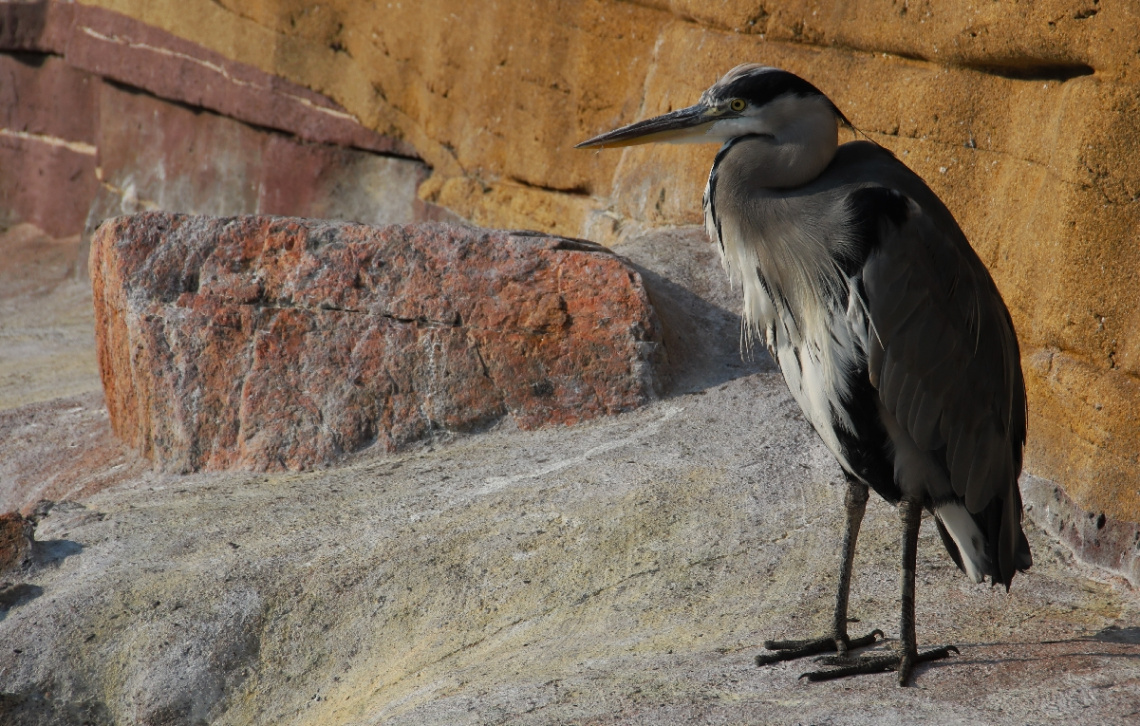 Heron moment