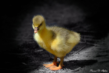 Innocence