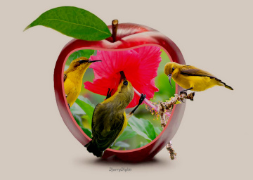 In apples