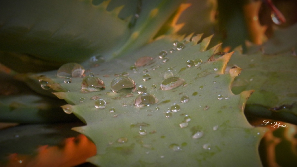Aloe vera