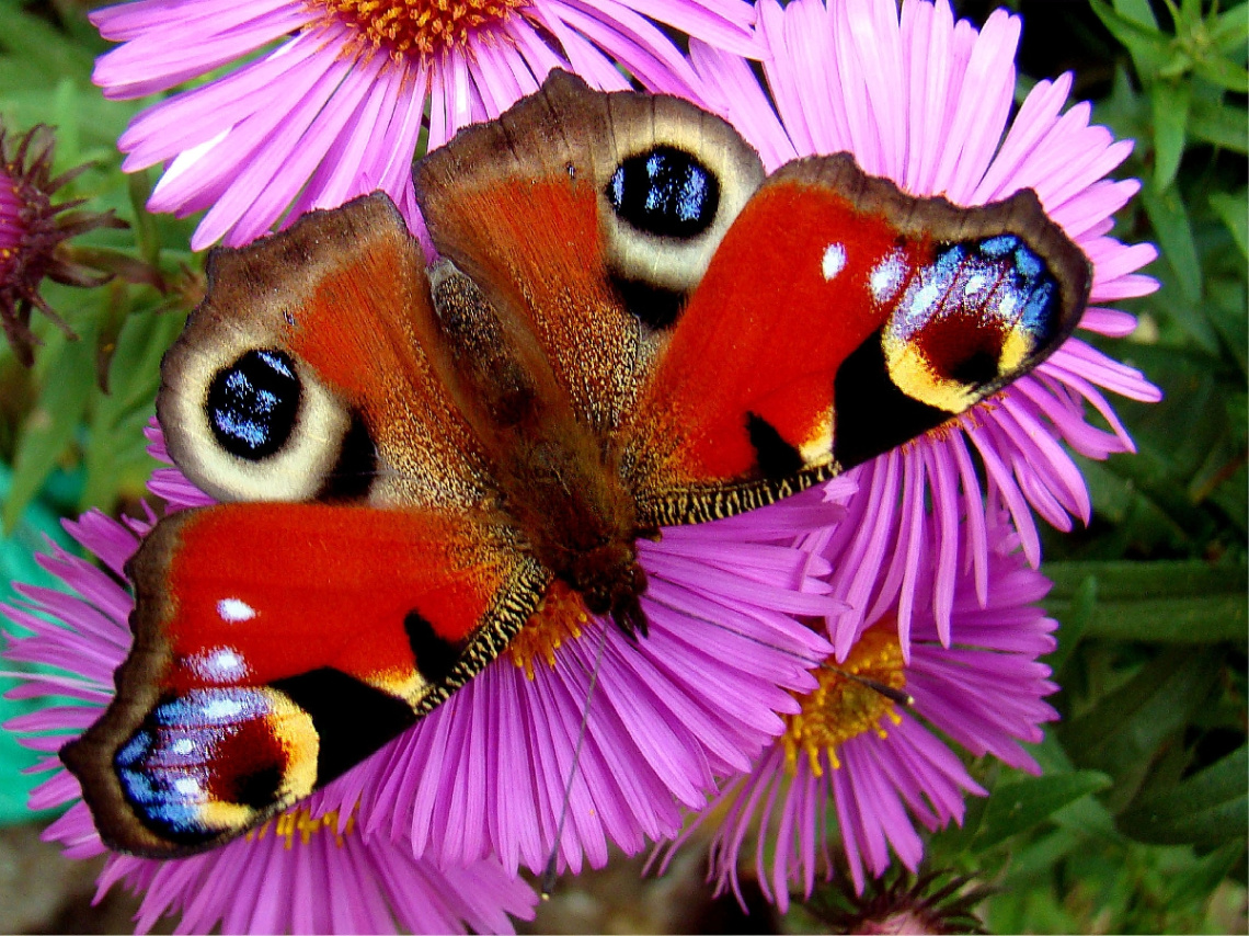 . schmetterling ,