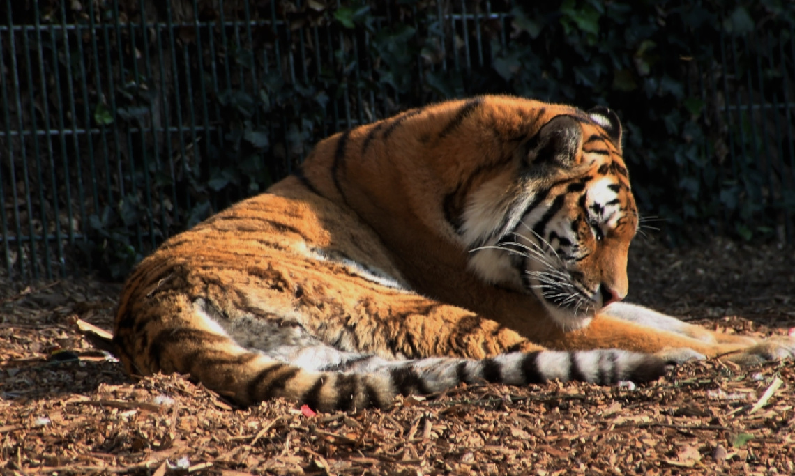 Amur Tiger 