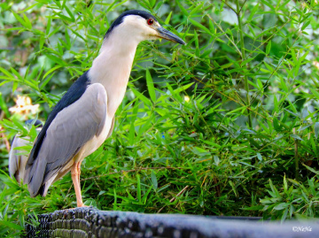Black-crowned Night-Heron