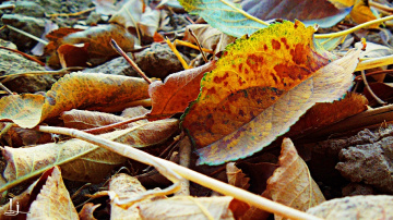 Autumn colours