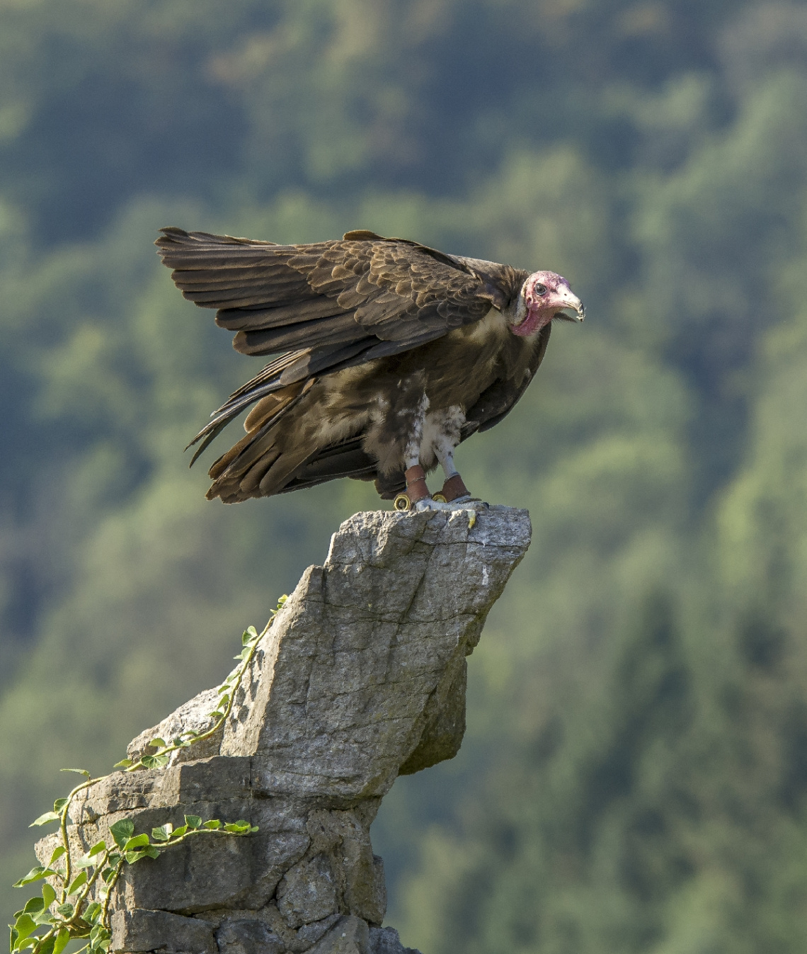 Hooded Vulture