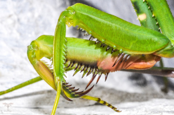 Makro ( Mantis ) Peygamber Devesi