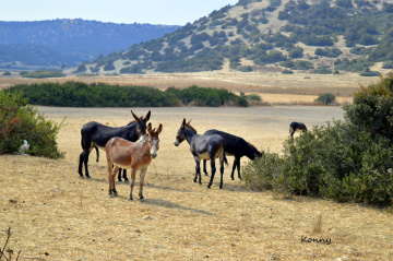 help make this world a fairer place for all animal