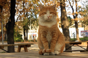 Pisi 