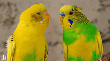 Love  !