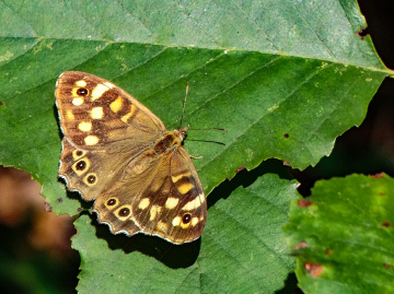 25 Eylülden 2