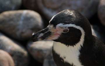 Sweet Penguin 