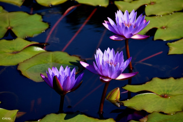 Nymphaea