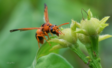 Bee