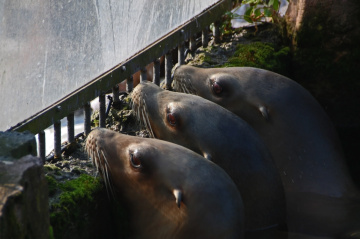 Sea lions