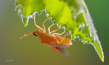 Brown insects