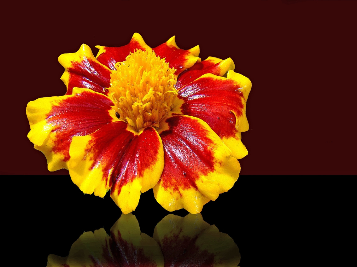 blüte ..,