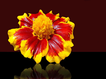 blüte ..,