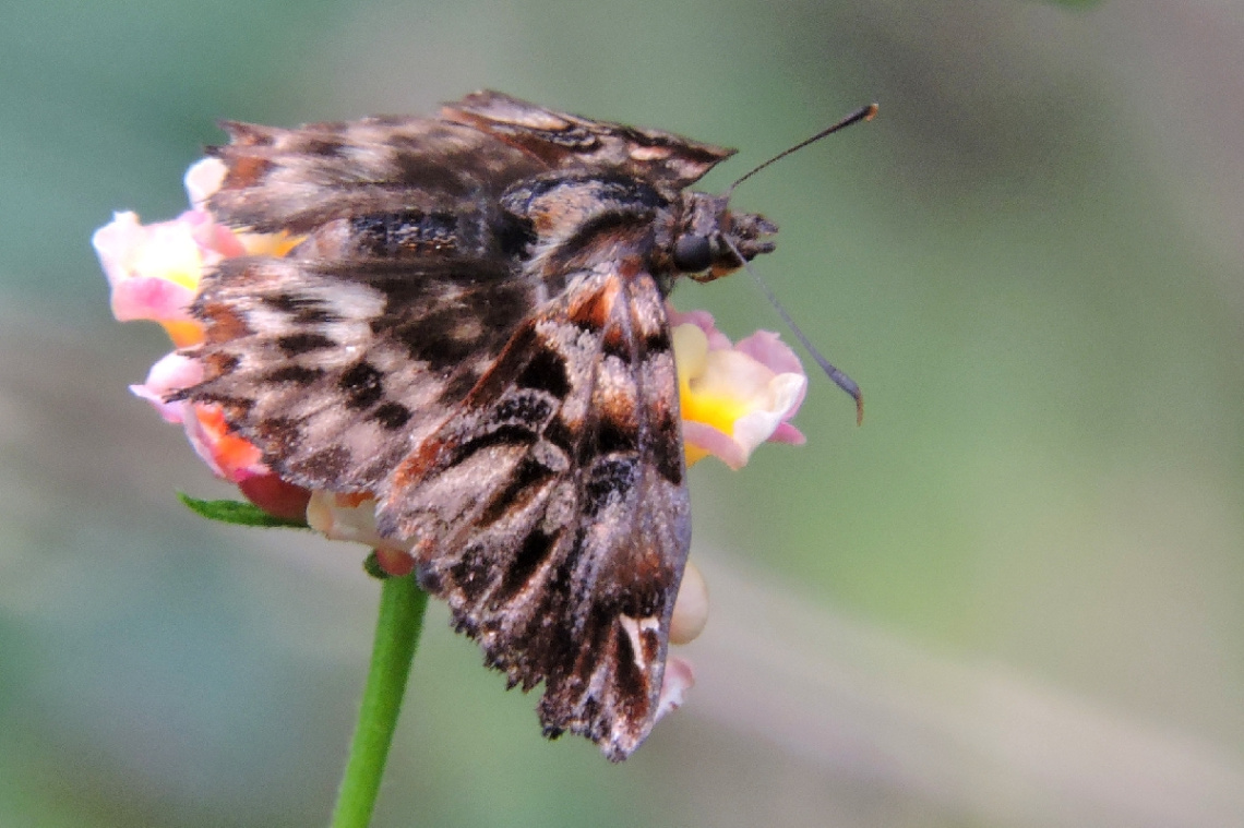 Mini Butterfly