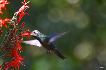Beija-flor