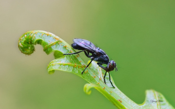 Blackflies