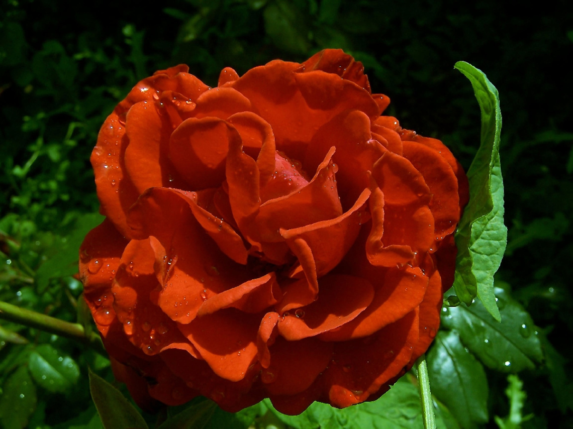 rose mit tropfen 