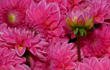 Happy Image LX