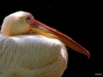 Pelican