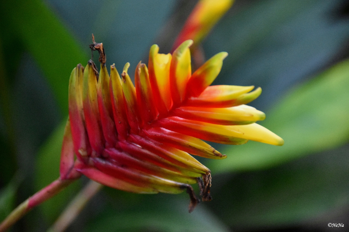 Bromeliad Flower