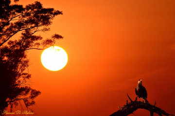 Lost in the sunset