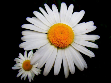 = blüten =