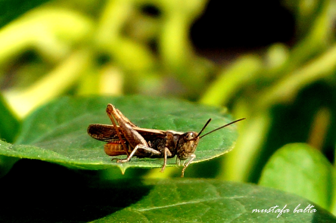 Miniciks Hayatlar  Çekirge  