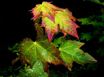 = herbst =