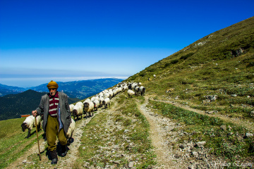 SÜRÜ