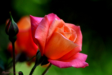 Only a rose