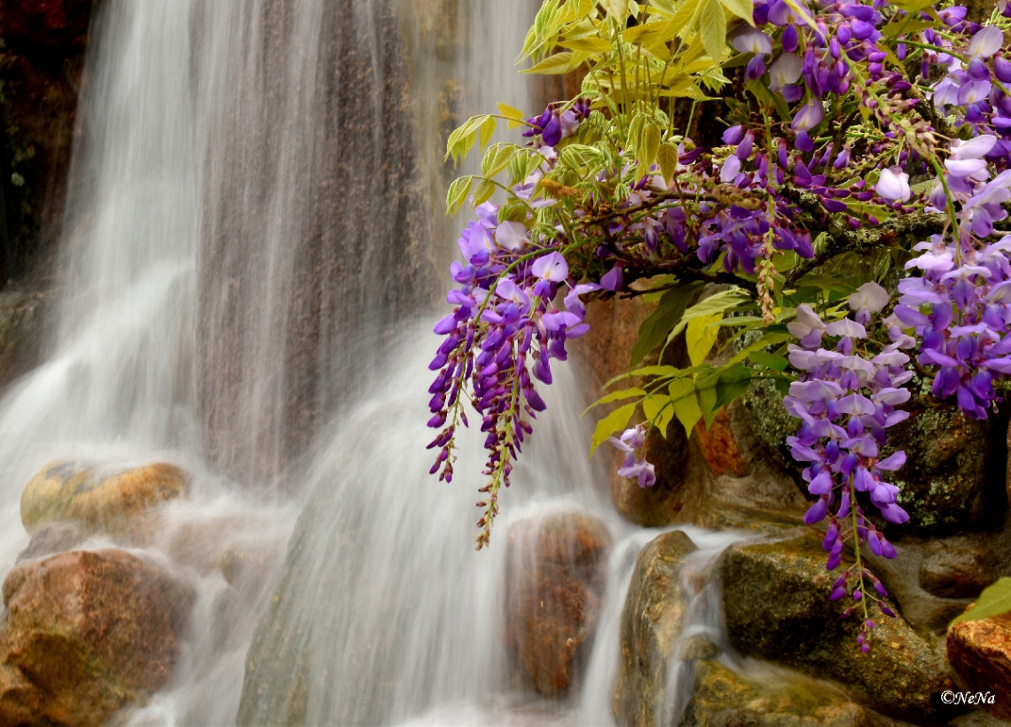 Flowers and Fall