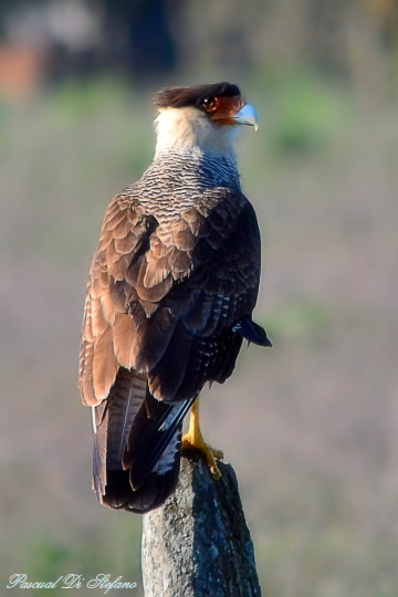 Great King II