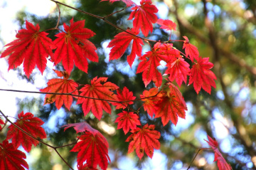 maple leaves