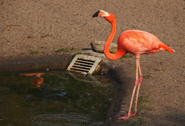 Flamingo