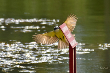Showing the Wings