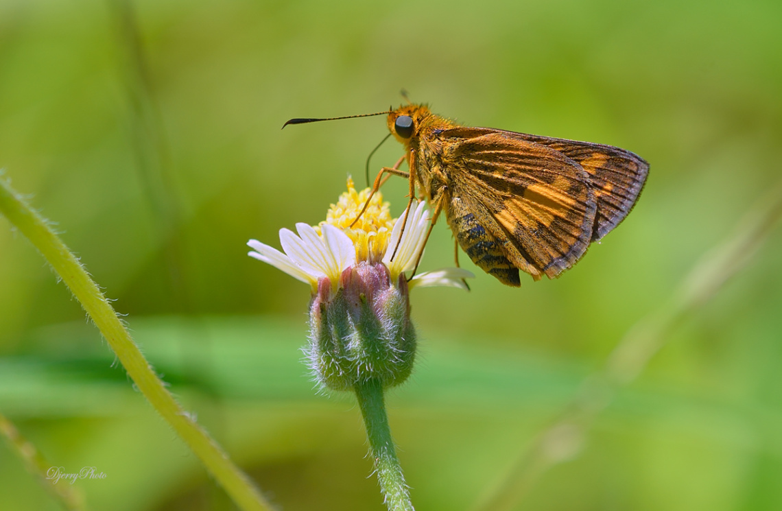 Yellow skiper